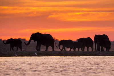 15.07 KAZA WBL 19 Elephants