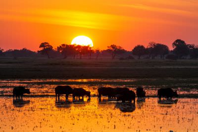 15.07 KAZA WBL 37 Buffalo