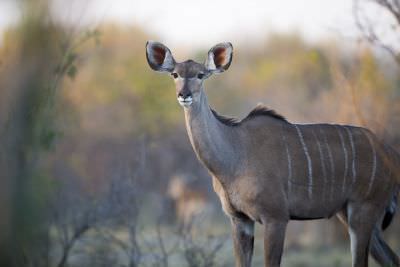 15.07 KAZA WBL 56 Kudu