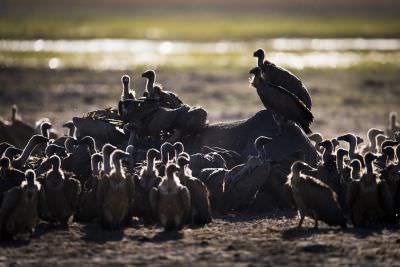 15.07 KAZA WBL 90 Vultures