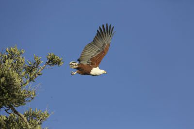 16.06 Fish Eagle 3