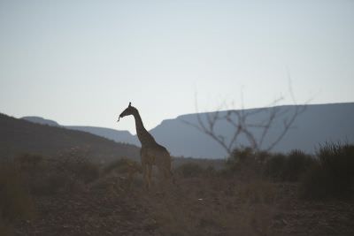 16.10 Deriet 74 Giraffe