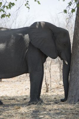 16.10 Zambezi 37 Elephant