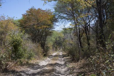 18.09 Zambia 1 Forest