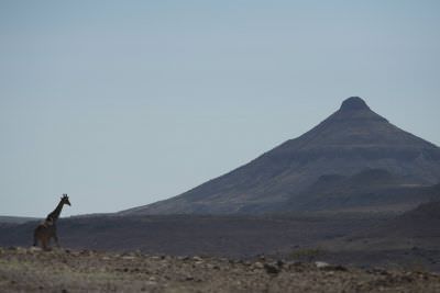 17.11 Kunene 130 Giraffe