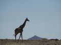 17.11 Kunene 132 Giraffe