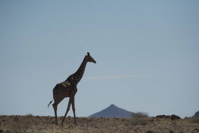 17.11 Kunene 132 Giraffe