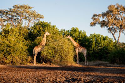 18.06 KAZA NL 058 Giraffes