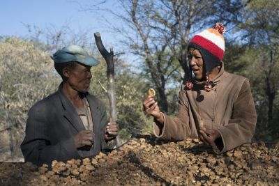 18.06 Nyae Nyae 48 Devils claw