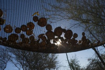 18.06 Nyae Nyae 49 Devils claw