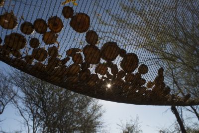 18.06 Nyae Nyae 51 Devils claw