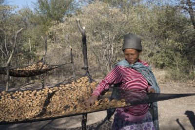 18.06 Nyae Nyae 63 Devils claw