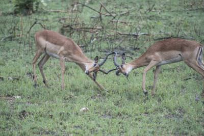 18.12 Zambezi Hol 165