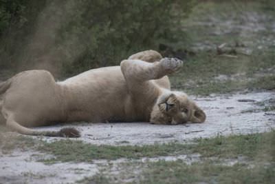 18.12 Zambezi Hol 218