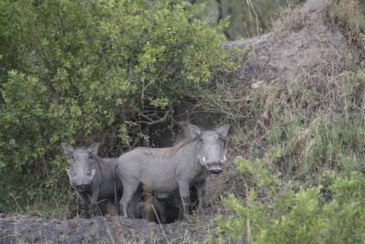 18.12 Zambezi Hol 260