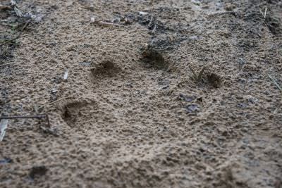 18.12 Zambezi Hol 291