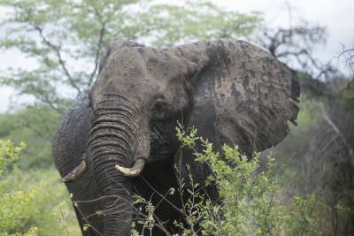 18.12 Zambezi Hol 316