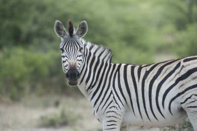 18.12 Zambezi Hol 322