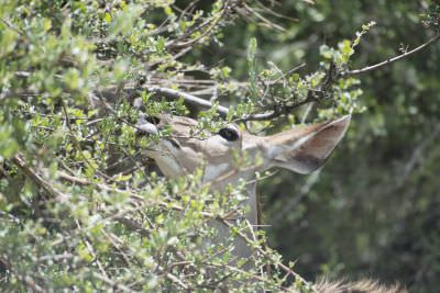 18.12 Zambezi Hol 335