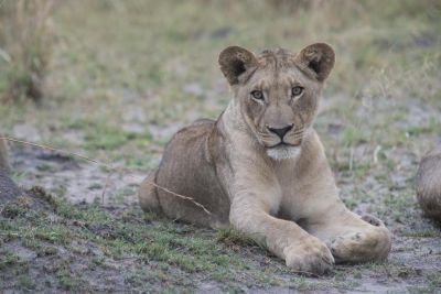 1812 Zambezi Hol 179