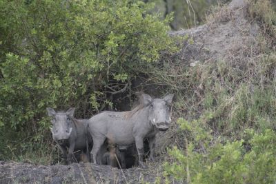 1812 Zambezi Hol 260