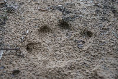 1812 Zambezi Hol 291