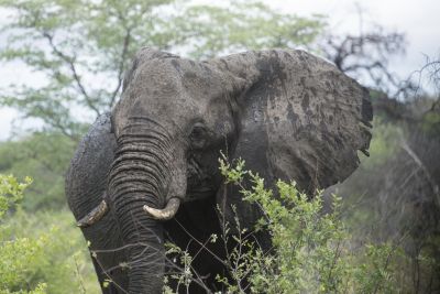 1812 Zambezi Hol 316