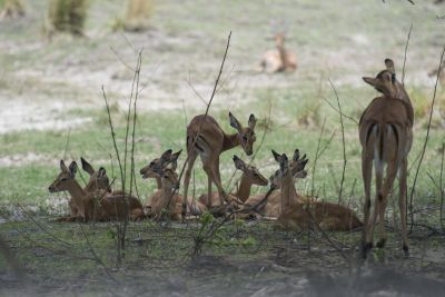 1812 Zambezi Hol 330