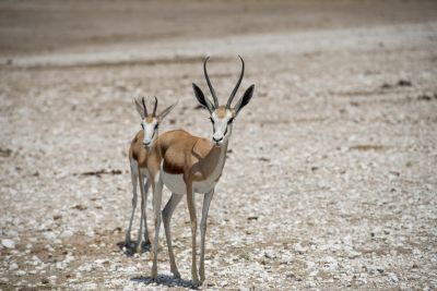 1904 CWCP Indicator6 058