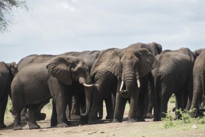 1812 Zambezi Hol 313