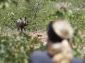 13.12  Kunene 151 Rhino tracking