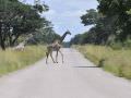 14.03 Chobe 001 Giraffes