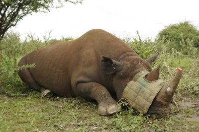 10.02 Rhino capture 025