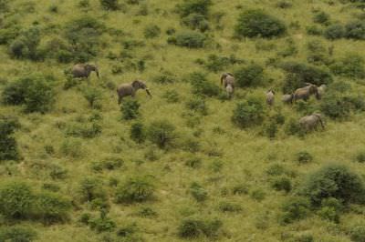 10.02 Rhino capture 048 Elephants