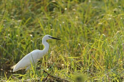 10.09 Impalila 103 Egret