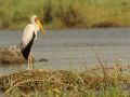 10.09 Impalila 165 Stork