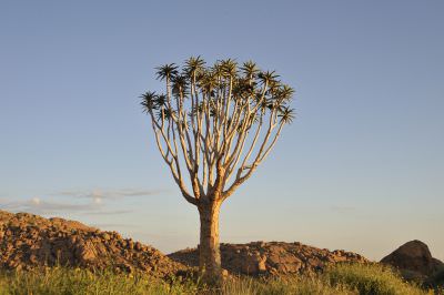11.05 Brandberg 071 Quiver tree