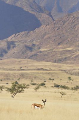 11.07 Marienfluss 015 Springbok