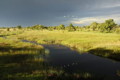 14.12 KAZA hol 377 Linyanti river