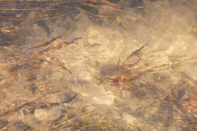 15.07 KAZA PB 120 Kwando river